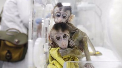 Klonirani majmunčići iz Šangaja_fororder_houzi