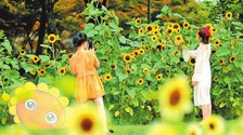 【城市远洋】郑州：4万多株向日葵“笑”迎游人