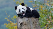 全国首个大熊猫国家公园法庭成立